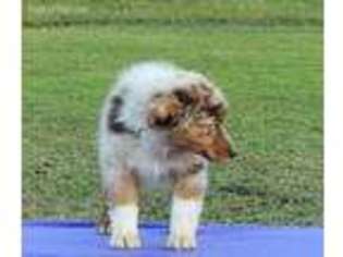Australian Shepherd Puppy for sale in Fort Smith, AR, USA