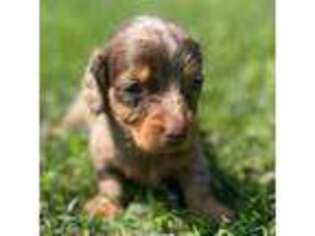 Dachshund Puppy for sale in East Sparta, OH, USA