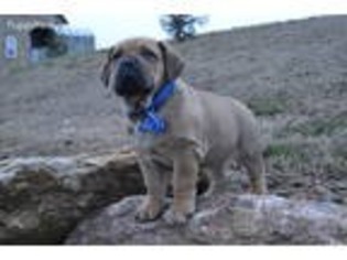Boerboel Puppy for sale in Mount Joy, PA, USA