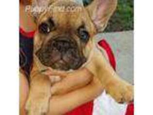 French Bulldog Puppy for sale in West Alexandria, OH, USA