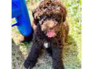 Mutt Puppy for sale in Ocean Springs, MS, USA