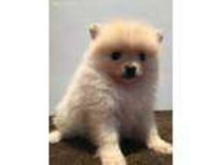 Pomeranian Puppy for sale in Morgantown, PA, USA