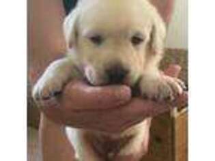 Labrador Retriever Puppy for sale in North Fort Myers, FL, USA
