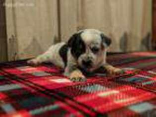 Mutt Puppy for sale in Holtsville, NY, USA