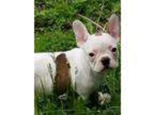 French Bulldog Puppy for sale in Antioch, IL, USA