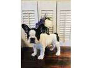 French Bulldog Puppy for sale in Gilmer, TX, USA