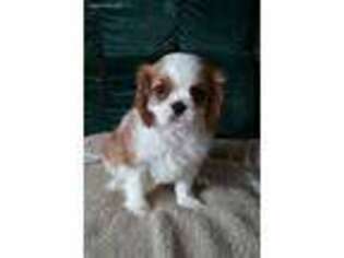 Cavalier King Charles Spaniel Puppy for sale in Hartley, IA, USA