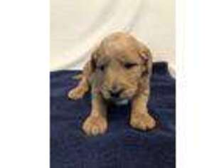 Goldendoodle Puppy for sale in Garden City, MO, USA