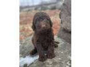 Labradoodle Puppy for sale in Mankato, MN, USA