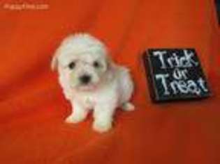 Havanese Puppy for sale in Knoxville, IA, USA