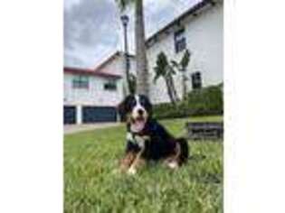 Bernese Mountain Dog Puppy for sale in Pembroke Pines, FL, USA