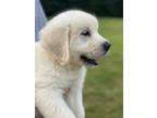 Golden Retriever Puppy for sale in Rockwell, NC, USA