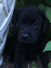 Labrador Retriever Puppy for sale in East Freetown, MA, USA