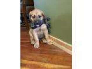 Mastiff Puppy for sale in Bigfork, MT, USA