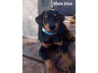 Doberman Pinscher Puppy for sale in Valley View, TX, USA