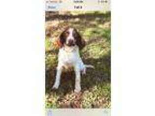 English Springer Spaniel Puppy for sale in Kyle, TX, USA