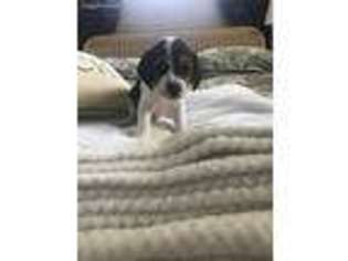 Beagle Puppy for sale in Levittown, PA, USA