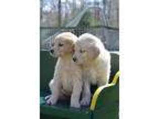 Golden Retriever Puppy for sale in West Brookfield, MA, USA