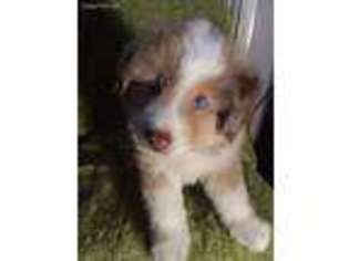 Miniature Australian Shepherd Puppy for sale in Jefferson, OR, USA