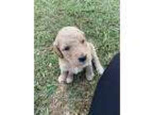 Goldendoodle Puppy for sale in Des Allemands, LA, USA