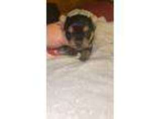 Yorkshire Terrier Puppy for sale in Ruby, SC, USA