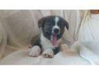 Pembroke Welsh Corgi Puppy for sale in Landisburg, PA, USA