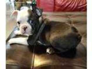 Boston Terrier Puppy for sale in Albany, OR, USA