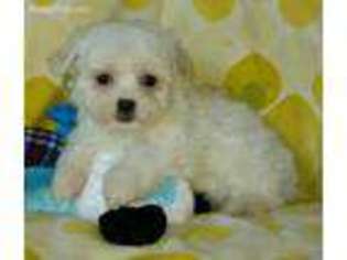 Maltese Puppy for sale in Frewsburg, NY, USA