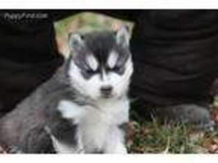 Siberian Husky Puppy for sale in Goldfield, IA, USA