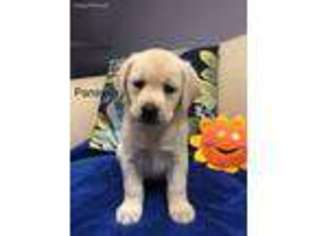 Labrador Retriever Puppy for sale in Radford, VA, USA