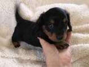 Dachshund Puppy for sale in Kents Store, VA, USA