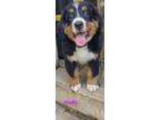 Bernese Mountain Dog Puppy for sale in Circleville, OH, USA