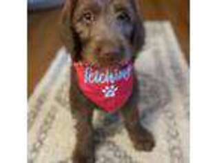 Labradoodle Puppy for sale in Youngsville, NC, USA