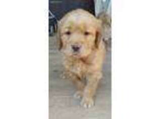Golden Retriever Puppy for sale in Mount Airy, MD, USA