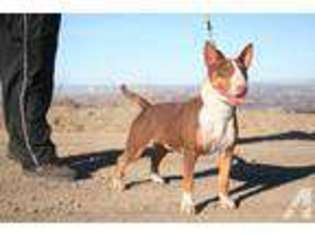 Bull Terrier Puppy for sale in CITY OF INDUSTRY, CA, USA