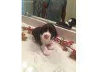 English Springer Spaniel Puppy for sale in Smithfield, VA, USA