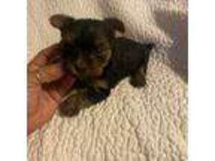 Yorkshire Terrier Puppy for sale in Edmond, OK, USA
