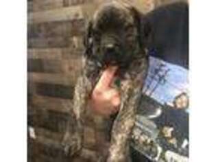 Cane Corso Puppy for sale in Branson, MO, USA