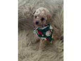 Labradoodle Puppy for sale in Frederick, MD, USA