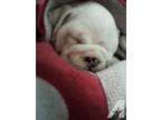 Bulldog Puppy for sale in WINSTON SALEM, NC, USA