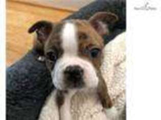 Boston Terrier Puppy for sale in Wilmington, NC, USA