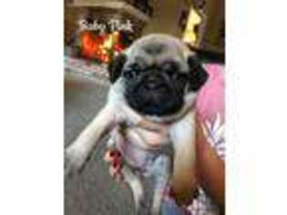 Pug Puppy for sale in Vacaville, CA, USA
