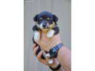 Pembroke Welsh Corgi Puppy for sale in Pacific, MO, USA