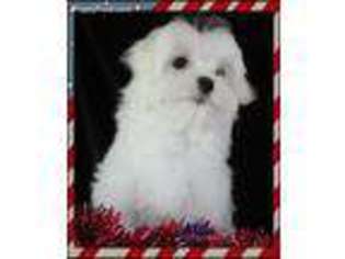 Maltese Puppy for sale in Attalla, AL, USA