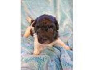 Havanese Puppy for sale in Galivants Ferry, SC, USA