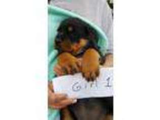 Rottweiler Puppy for sale in Berry, KY, USA