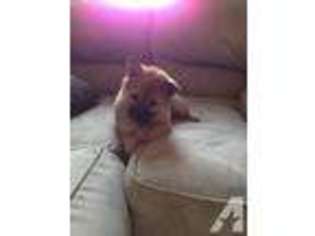 Shiba Inu Puppy for sale in RENO, NV, USA