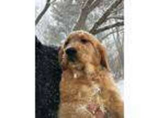 Goldendoodle Puppy for sale in Villa Park, IL, USA