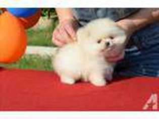 Pomeranian Puppy for sale in WALNUT, CA, USA