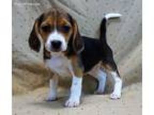 Beagle Puppy for sale in Hartville, MO, USA